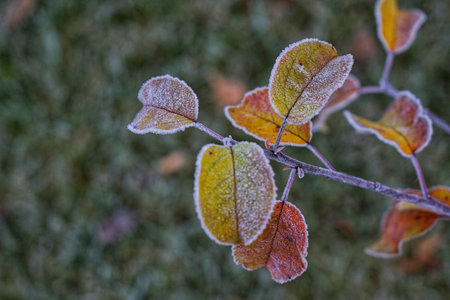 First ground frost covered fresh green leaves in early autumn morning. Seasonal act of nature....