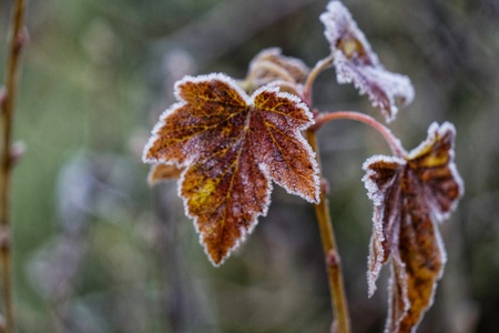 First ground frost covered fresh green leaves in early autumn morning. Seasonal act of nature. Beginnig of cold season. Weather forecast. Natural foliage fall background.の写真素材