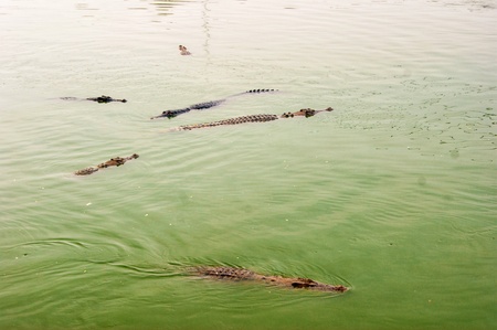 Crocodile waiting to eat in the water. Dangerous animal in river. Copy space. Selective focusの写真素材
