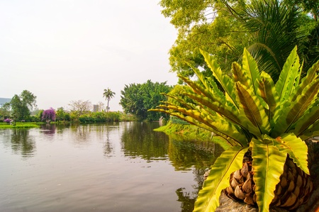 picturesque palm tree leans over the tropical river.の写真素材
