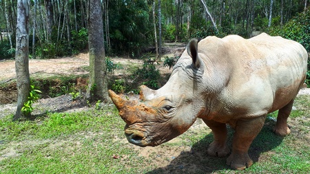 Family of rhinos, father, mother and baby in a South African park enjoing a mud puddle, close view.の写真素材