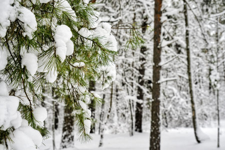 Majestic winter landscape glowing by sunlight in the morning. Dramatic wintry scene. Beauty world....