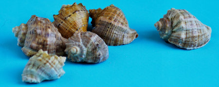 A variety of sea and river shells on a bright blue background, beach, vacation and sea.