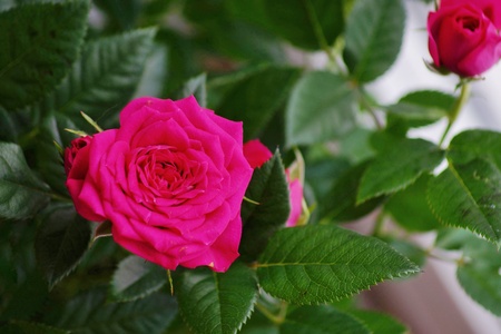 Miniature Rose house plant in flower potの写真素材