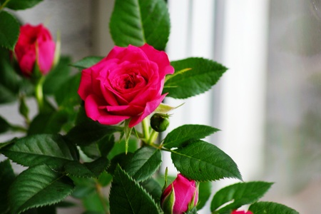 Miniature Rose house plant in flower potの写真素材