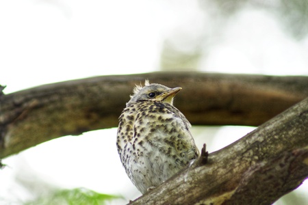 Chick-fledglings of the thrush on a branch of larch. Young mistle thrush stood for masking. Russia.の写真素材