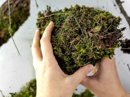 Kokedama, fashionable Japanese moss ball, bonsai for the poor, a tussock of moss with a pink flowerの写真素材