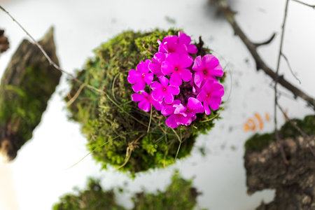 Kokedama, fashionable Japanese moss ball, bonsai for the poor, a tussock of moss with a pink flowerの写真素材