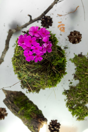 Kokedama, fashionable Japanese moss ball, bonsai for the poor, a tussock of moss with a pink flower