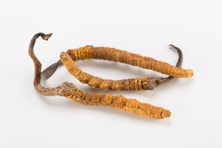 Cordyceps sinesis Yartsa Gunbu Yarsagumba himalayan gold Nepal isolated in white backgroundの写真素材