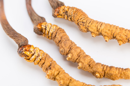 Cordyceps sinesis Yartsa Gunbu Yarsagumba himalayan gold Nepal isolated in white backgroundの写真素材