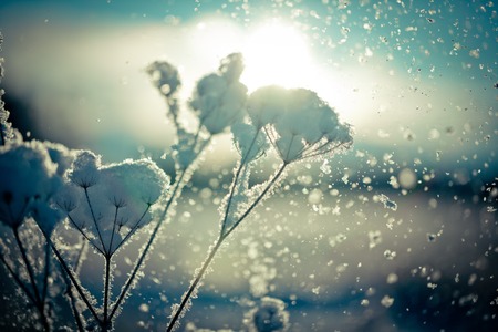 Winter branch covered with snowの写真素材