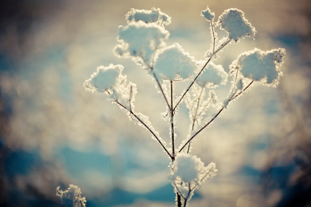 Winter branch covered with snowの写真素材
