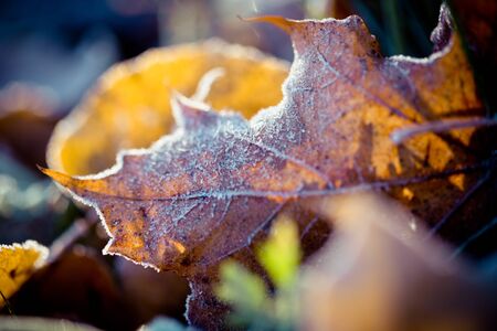 Autumn leaves frozen Artmif.lvの写真素材