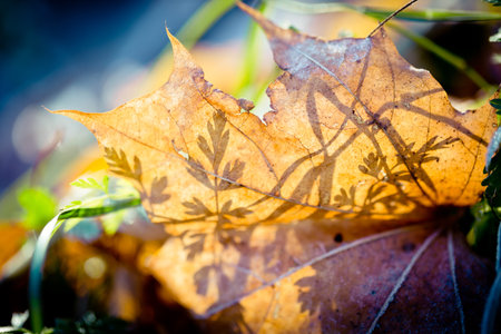 Autumn leaves frozen Artmif.lv