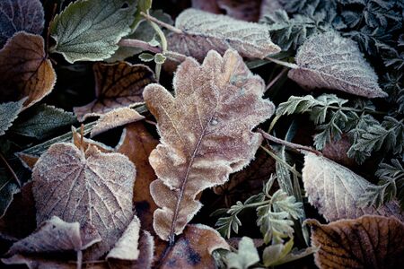 Autumn leaves frozen Artmif.lvの写真素材