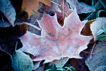 Abstract Autumn leaves frozen Artmif.lvの写真素材