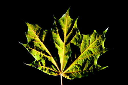 Abstract Autumn leaves Artmif.lvの写真素材