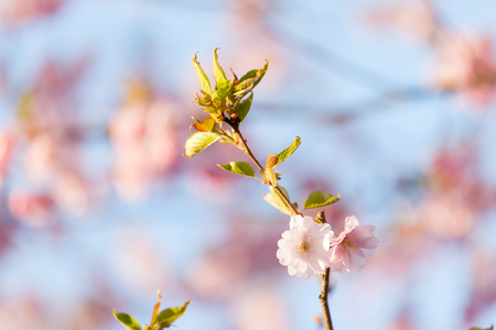 Pink Cherry Blossoms Sakura against Clear Blue Sky Artmif.lvの写真素材