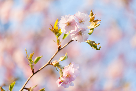 Pink Cherry Blossoms Sakura against Clear Blue Skyの写真素材