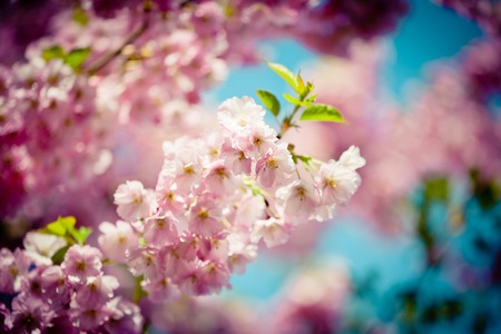 Pink Cherry Blossoms Sakura against Clear Blue Skyの写真素材