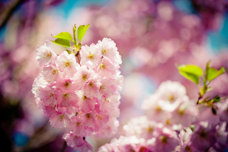 Pink Cherry Blossoms Sakura against Clear Blue Sky Artmif.lvの写真素材