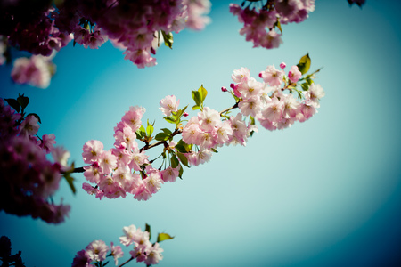 Pink Cherry Blossoms Sakura against Clear Blue Skyの写真素材