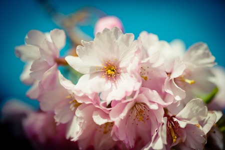 Pink Cherry Blossoms Sakura against Clear Blue Sky Artmif.lvの写真素材