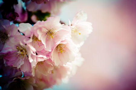 Pink Cherry Blossoms Sakuraの写真素材