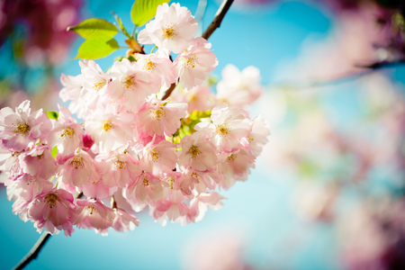 Pink Cherry Blossoms Sakura against Clear Blue Skyの写真素材