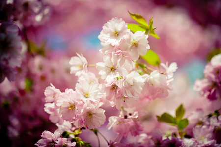 Pink Cherry Blossoms Sakura against Clear Blue Sky Artmif.lvの写真素材