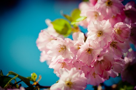 Pink Cherry Blossoms Sakura against Clear Blue Sky Artmif.lvの写真素材