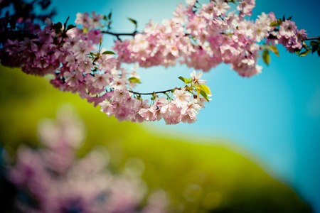 Pink Cherry Blossoms Sakura against Clear Blue Sky Artmif.lvの写真素材