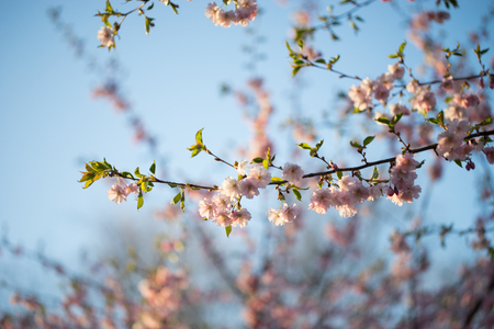 Pink Cherry Blossoms Sakura against Clear Blue Sky Artmif.lvの写真素材