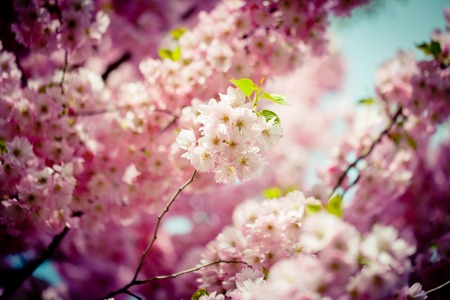 Pink Cherry Blossoms Sakura against Clear Blue Sky Artmif.lvの写真素材