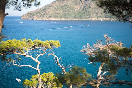Pine tree with blue sea background Turkeyの写真素材