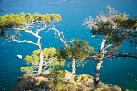 Pine tree with blue sea background Turkeyの写真素材