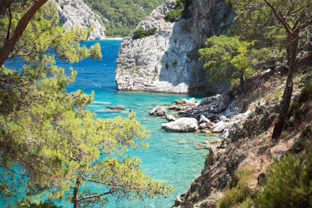 Pine tree with blue sea background Turkey
