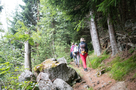 Forest in mountains of Norway summer timeの写真素材