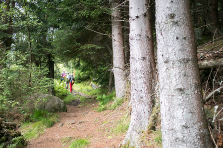 Forest in mountains of Norway summer timeの写真素材