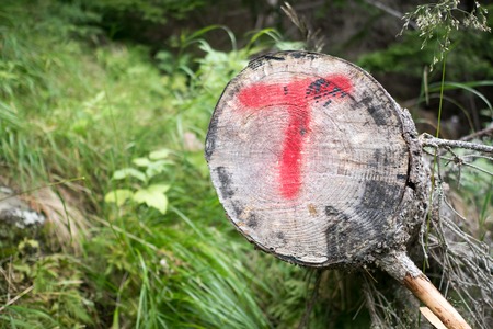 Forest in mountains of Norway summer timeの写真素材