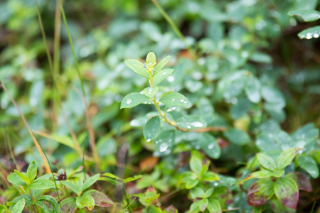 Forest in mountains of Norway summer timeの写真素材