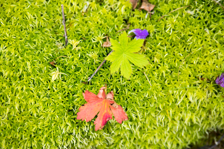 Forest in mountains of Norway summer timeの写真素材