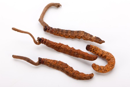 Cordyceps sinesis Yartsa Gunbu Yarsagumba himalayan gold Nepal isolated in white backgroundの写真素材