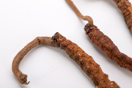 Cordyceps sinesis Yartsa Gunbu Yarsagumba himalayan gold Nepal isolated in white backgroundの写真素材