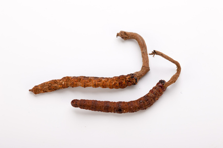 Cordyceps sinesis Yartsa Gunbu Yarsagumba himalayan gold Nepal isolated in white backgroundの写真素材