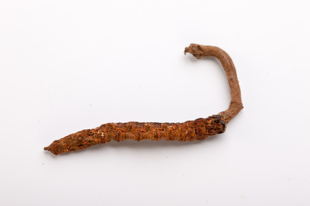 Cordyceps sinesis Yartsa Gunbu Yarsagumba himalayan gold Nepal isolatedの写真素材