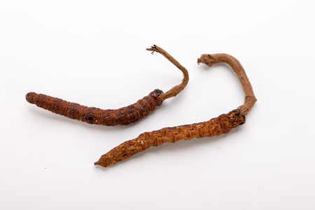 Cordyceps sinesis Yartsa Gunbu Yarsagumba himalayan gold Nepal isolatedの写真素材
