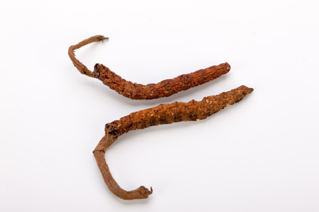 Cordyceps sinesis Yartsa Gunbu Yarsagumba himalayan gold Nepal isolatedの写真素材