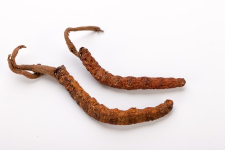 Cordyceps sinesis Yartsa Gunbu Yarsagumba himalayan gold Nepal isolatedの写真素材